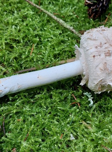 BEDLA ŠEDOHNĚDÁ (Chlorophyllum olivieri) FOTO: Marta Knauerová, 10/2023