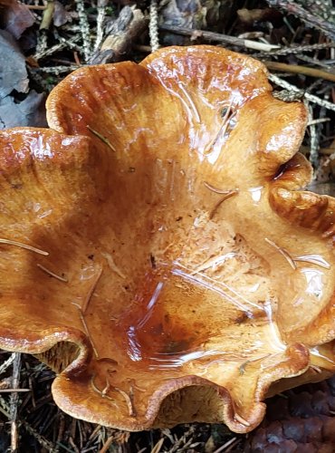 ČECHRATKA PODVINUTÁ (Paxillus involutus) FOTO: Marta Knauerová, 10/2023