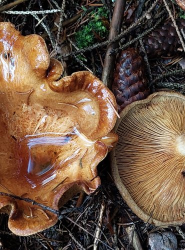 ČECHRATKA PODVINUTÁ (Paxillus involutus) FOTO: Marta Knauerová, 10/2023