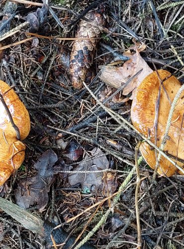 ČECHRATKA PODVINUTÁ (Paxillus involutus) FOTO: Marta Knauerová, 10/2023