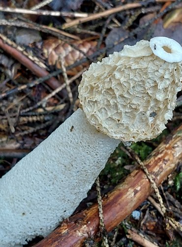 HADOVKA SMRDUTÁ (Phallus impudicus) FOTO: Marta Knauerová, 10/2023