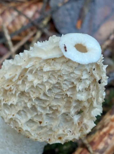 HADOVKA SMRDUTÁ (Phallus impudicus) FOTO: Marta Knauerová, 10/2023