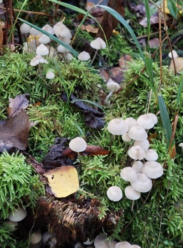 HELMOVKA NIŤONOHÁ (Mycena filopes) FOTO: Marta Knauerová, 10/2023