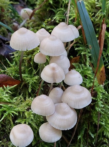 HELMOVKA NIŤONOHÁ (Mycena filopes) FOTO: Marta Knauerová, 10/2023