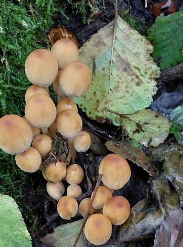 HNOJNÍK TŘPYTIVÝ (Coprinellus micaceus) FOTO: Marta Knauerová, 10/2023