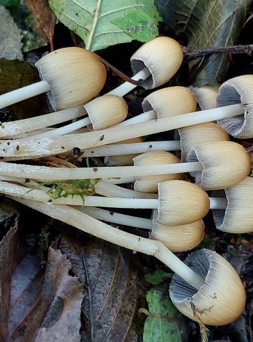 HNOJNÍK TŘPYTIVÝ (Coprinellus micaceus) FOTO: Marta Knauerová, 10/2023