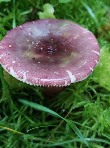 HOLUBINKA QUÉLETOVA (Russula queletii) FOTO: Marta Knauerová, 10/2023
