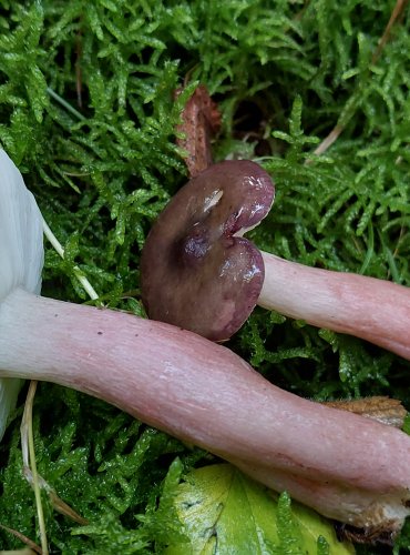 HOLUBINKA QUÉLETOVA (Russula queletii) FOTO: Marta Knauerová, 10/2023