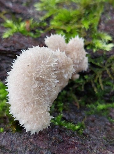 KLANOLÍSTKA OBECNÁ (Schizophyllum commune) FOTO: Marta Knauerová, 10/2023