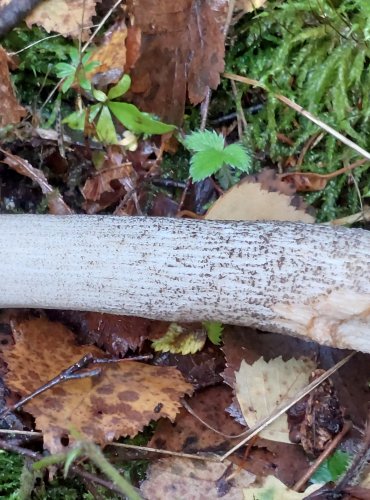 KOZÁK BŘEZOVÝ (Leccinum scabrum) FOTO: Marta Knauerová, 10/2023