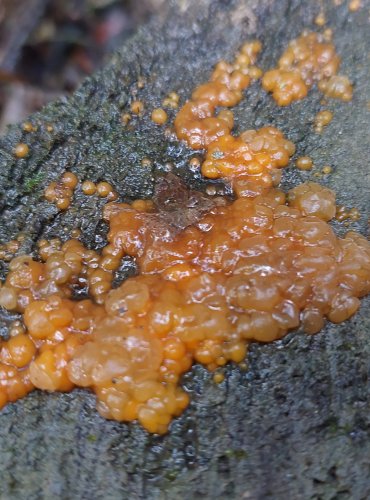 KROPILKA ROSOLOVITÁ (Dacrymyces stillatus) FOTO: Marta Knauerová, 10/2023
