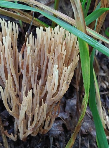 KUŘÁTKA PŘÍMÁ (Ramaria stricta) FOTO: Marta Knauerová, 10/2023