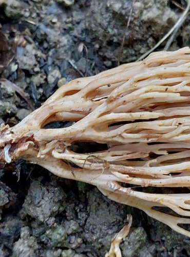 KUŘÁTKA PŘÍMÁ (Ramaria stricta) FOTO: Marta Knauerová, 10/2023
