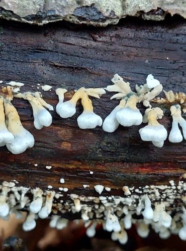 MĚKKOUŠ KADEŘAVÝ (Plicaturopsis crispa) FOTO: Marta Knauerová, 10/2023