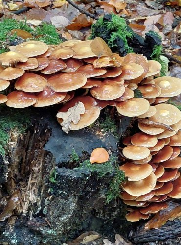 OPEŇKA MĚNLIVÁ (Kuehneromyces mutabilis) FOTO: Marta Knauerová, 10/2023