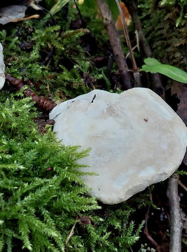 OUTKOVKA HRBATÁ (Trametes gibbosa) FOTO: Marta Knauerová, 10/2023