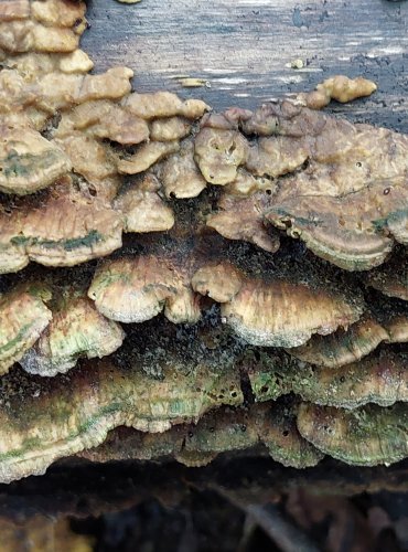 OUTKOVKA PESTRÁ (Trametes versicolor) FOTO: Marta Knauerová, 10/2023