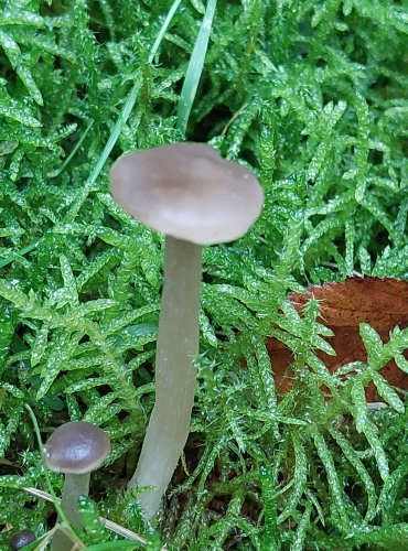 PENÍZOVKA KRÁTKONOHÁ (Tephrocybe tylicolor) FOTO: Marta Knauerová, 10/2023