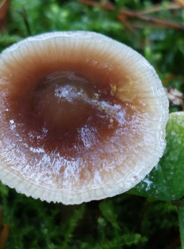PENÍZOVKA KUŽELOVITÁ Collybia (Rhodocollybia) asema, FOTO: Marta Knauerová, 10/2023