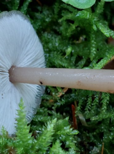 PENÍZOVKA KUŽELOVITÁ Collybia (Rhodocollybia) asema, FOTO: Marta Knauerová, 10/2023