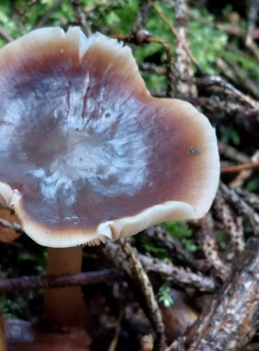PENÍZOVKA KUŽELOVITÁ Collybia (Rhodocollybia) asema, FOTO: Marta Knauerová, 10/2023