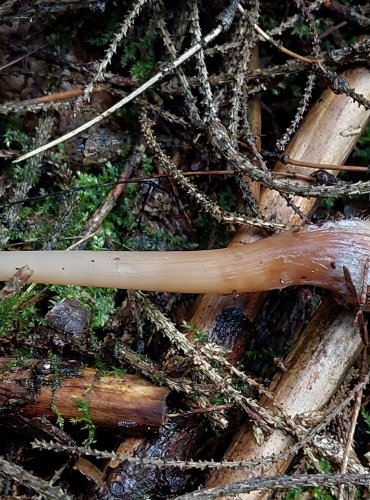 PENÍZOVKA KUŽELOVITÁ Collybia (Rhodocollybia) asema, FOTO: Marta Knauerová, 10/2023