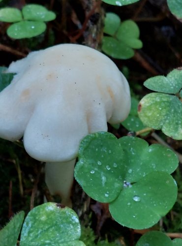 PENÍZOVKA SKVRNITÁ (Rhodocollybia maculata) FOTO: Marta Knauerová, 10/2023