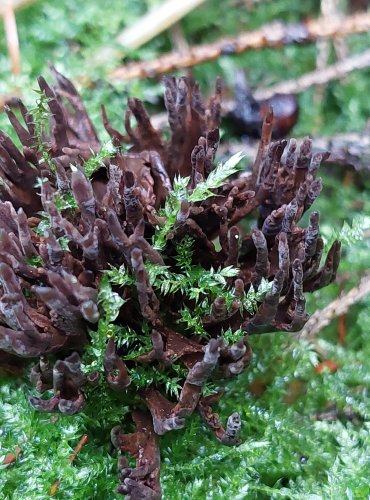 PLESŇÁK ZÁPAŠNÝ (Thelephora palmata) FOTO: Marta Knauerová, 10/2023