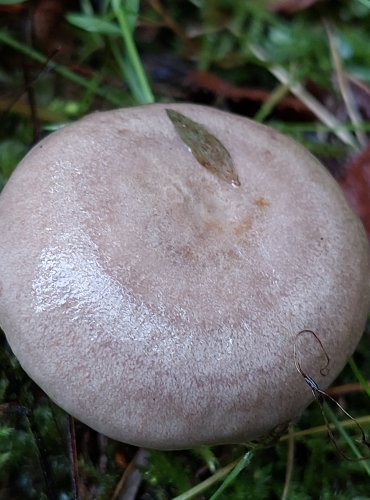 RYZEC PALČIVÝ (Lactarius pyrogalus) FOTO: Marta Knauerová, 10/2023