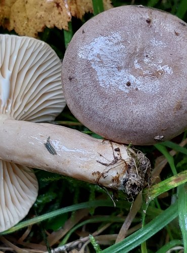 RYZEC PALČIVÝ (Lactarius pyrogalus) FOTO: Marta Knauerová, 10/2023