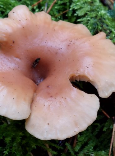 STRMĚLKA PŘEHRNUTÁ (Clitocybe flaccida) FOTO: Marta Knauerová, 10/2023
