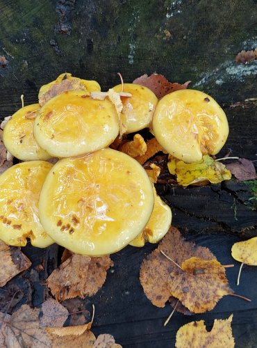 ŠUPINOVKA ZLATOŽLUTÁ (Pholiota limonella) FOTO: Marta Knauerová, 10/2023