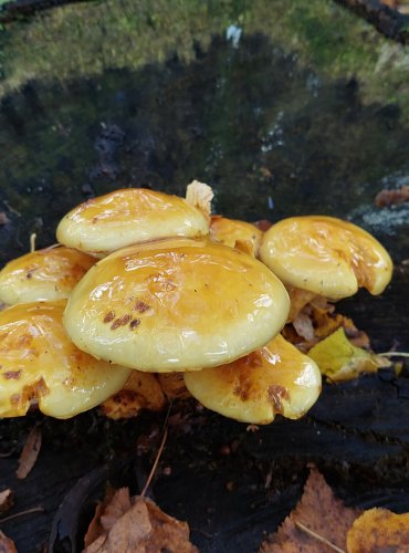 ŠUPINOVKA ZLATOŽLUTÁ (Pholiota limonella) FOTO: Marta Knauerová, 10/2023