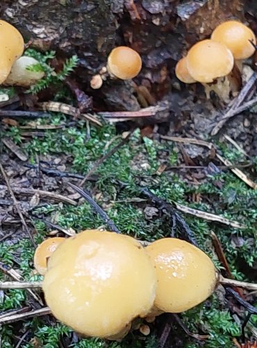 TŘEPENITKA MAKOVÁ (Hypholoma capnoides) FOTO: Marta Knauerová, 10/2023