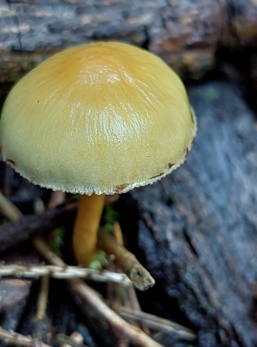 TŘEPENITKA SVAZČITÁ (Hypholoma fasciculare) FOTO: Marta Knauerová, 
10/2023

