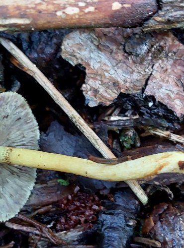 TŘEPENITKA SVAZČITÁ (Hypholoma fasciculare) FOTO: Marta Knauerová, 
10/2023

