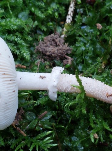 ZRNIVKA ŽRALOČÍ (Cystoderma carcharias) FOTO: Marta Knauerová, 10/2023
