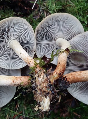 TŘEPENITKA CIHLOVÁ (Hypholoma lateritium) FOTO: Marta Knauerová, 10/2023