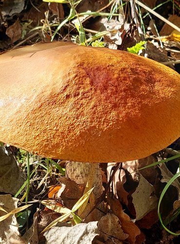 KŘEMENÁČ OSIKOVÝ (Leccinum rufum) FOTO: Marta Knauerová, 10/2023