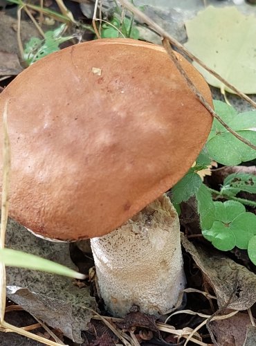 KŘEMENÁČ OSIKOVÝ (Leccinum rufum) FOTO: Marta Knauerová, 10/2023