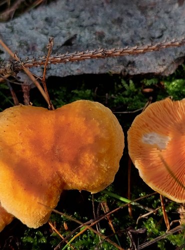 LIŠTIČKA POMERANČOVÁ (Hygrophoropsis aurantiaca) FOTO: Marta Knauerová, 10/2023
