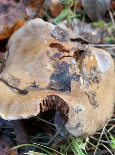 PAVUČINEC z podrodu pahřib (Phlegmacium), skupina kolem Cortinarius subporphyropus, 
FOTO: Marta Knauerová, 10/2023
