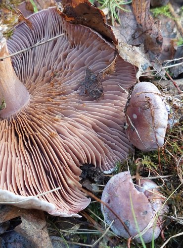 PAVUČINEC z podrodu pahřib (Phlegmacium), skupina kolem Cortinarius subporphyropus, 
FOTO: Marta Knauerová, 10/2023
