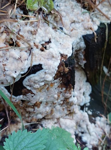 PÓRNATICE KRVAVĚJÍCÍ (Physisporinus sanguinolentus) FOTO: Marta Knauerová, 10/2023
