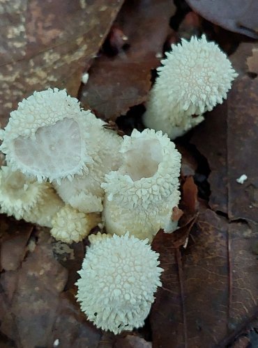 PÝCHAVKA OBECNÁ (Lycoperdon perlatum) FOTO: Marta Knauerová, 10/2023