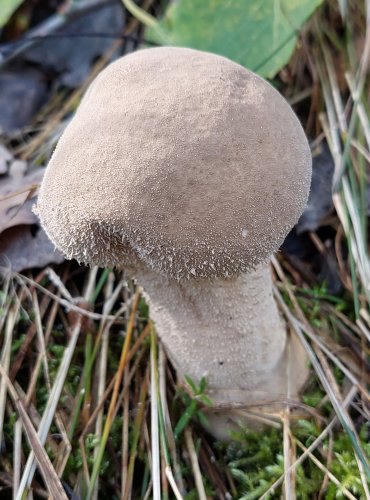 PÝCHAVKA PALICOVITÁ (Lycoperdon excipuliforme) FOTO: Marta Knauerová, 10/2023