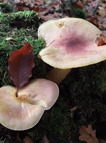 ŠAFRÁNKA ČERVENOŽLUTÁ (Tricholomopsis rutilans) FOTO: Marta Knauerová, 10/2023