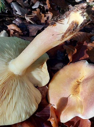 ŠAFRÁNKA ČERVENOŽLUTÁ (Tricholomopsis rutilans) FOTO: Marta Knauerová, 10/2023