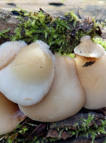 TREPKOVITKA MĚKKÁ (Crepidotus mollis) FOTO: Marta Knauerová, 10/2023