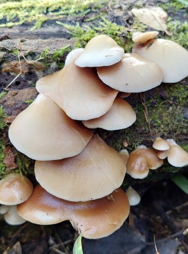 TREPKOVITKA MĚKKÁ (Crepidotus mollis) FOTO: Marta Knauerová, 10/2023